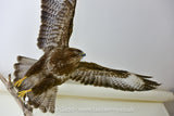 Buzzard